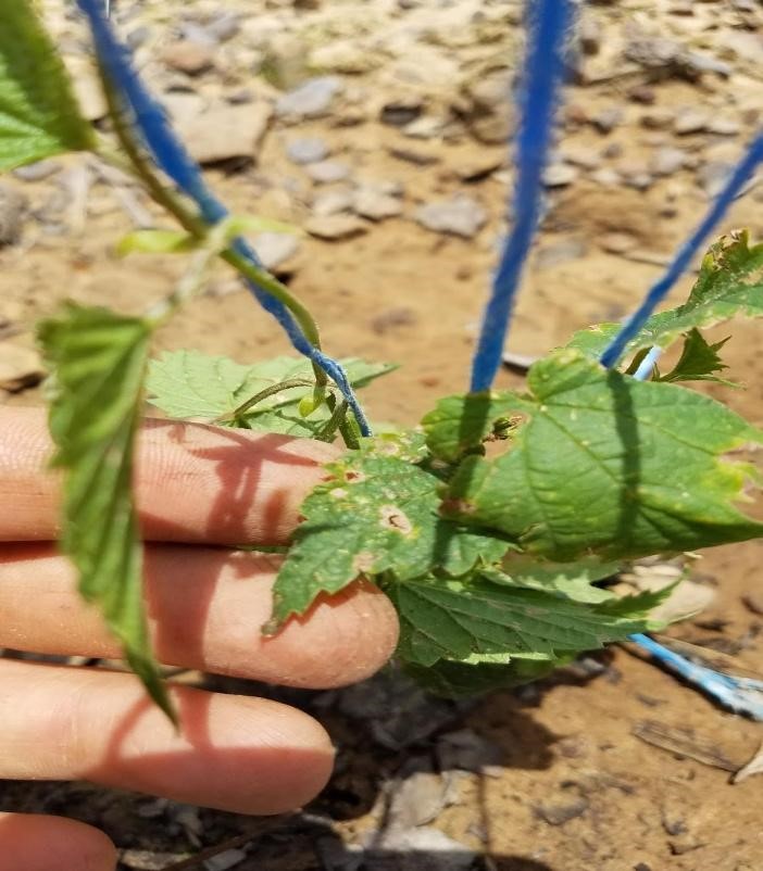 Hop leaf with potential worm or mite damage