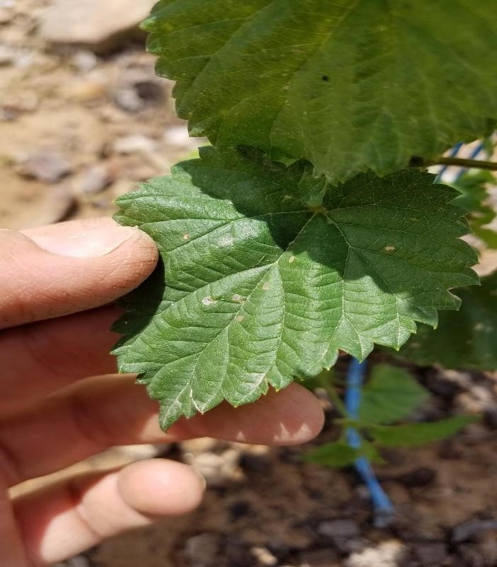 Hop leaf with potential fungal disease