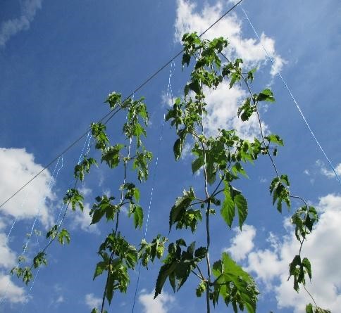 Hops plant on trellis