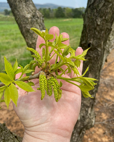 A hand holding a pecan catkin