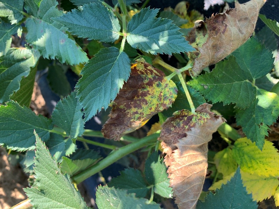 Blackberry leaves with yellow disease lesions on them.