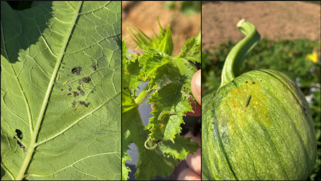 A combo picture showing melonworm larvae on a leaf, on a young shoot, and on a maturing pumpkin.