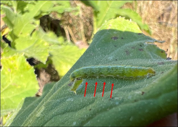 Picture 8 – Melonworm larvae pictured on a pumpkin leaf. Melonworm have 4 prolegs which will distinguish them from other caterpillars such as cabbage looper which are common on pumpkin. 