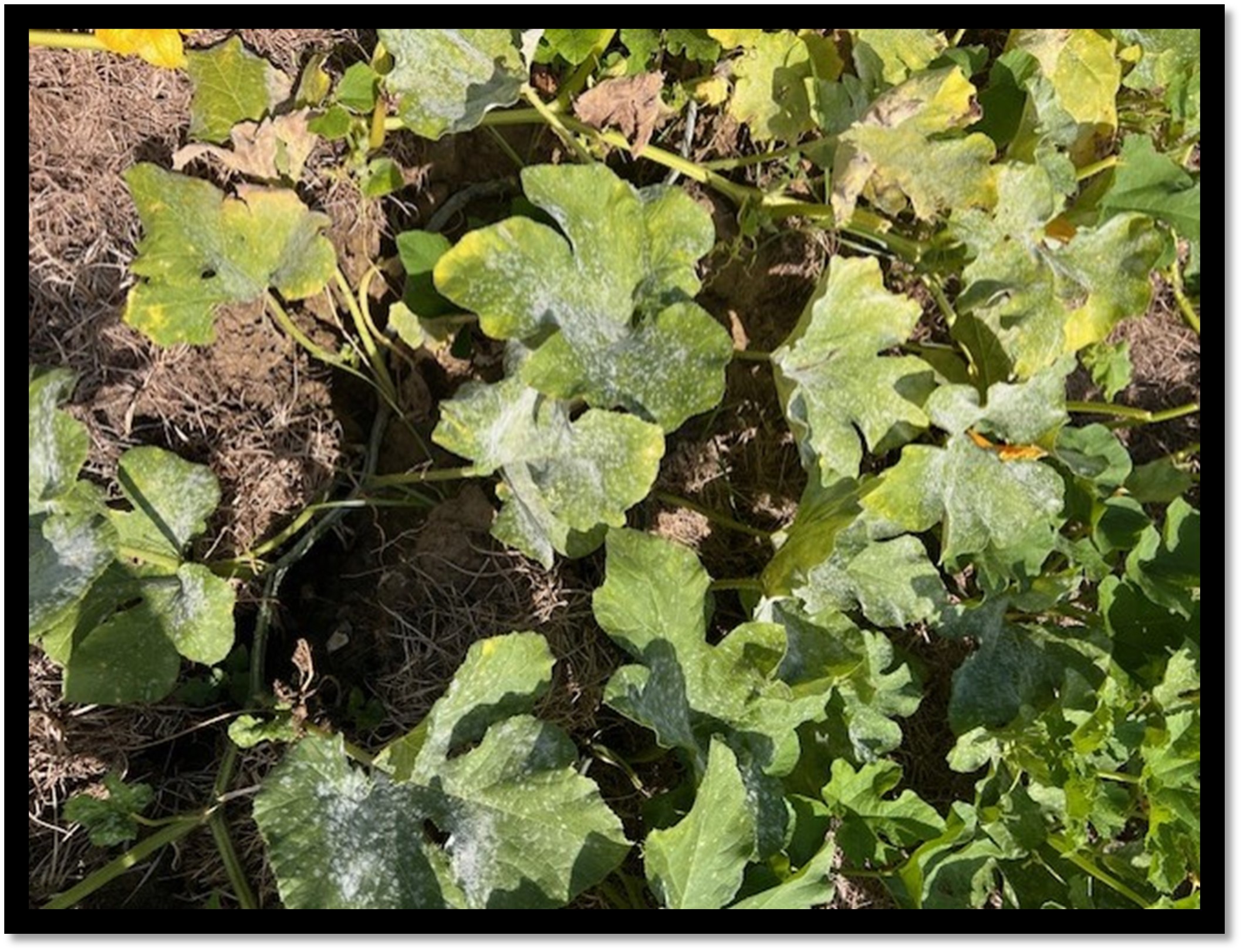 Figure 5. Powdery Mildew was observed by many agents late in the season for 2024. Half of the varieties in the demo have some level of Powdery Mildew tolerance incorporated but wet conditions or skipped fungicide applications caused some outbreaks. Photo by Amy Simpson from Clark County, Arkansas. 