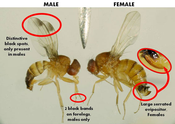 Male and female spotted wing drosophila with key identifying anatomical parts labeled.
