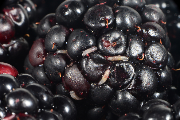 Blackberry close-up of druplets with spotted wing larvae