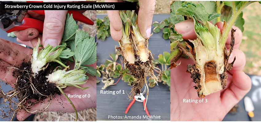 Closeup of varying levels of cold damage in strawberry crowns, healthy crown has a white center, damaged crowns turn brown at the top and work down the crown