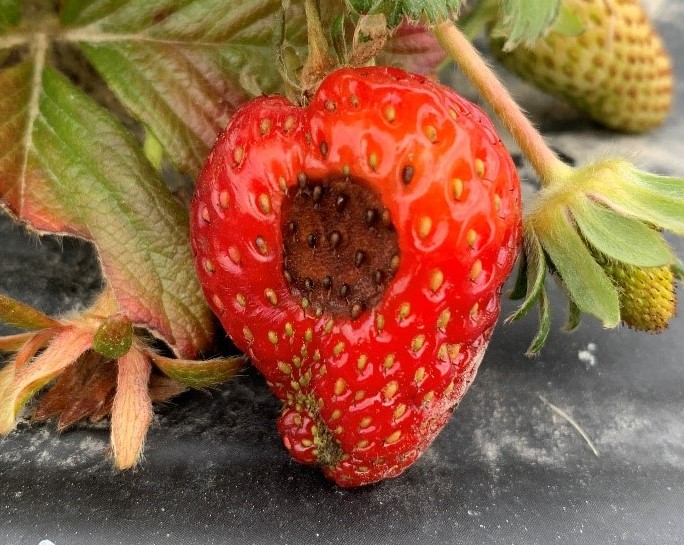 Red strawberry with light brown, round, slightly sunken in anchracnose disease.