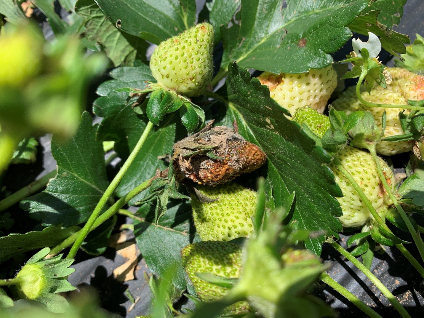 Green strawberries with a gray, diseased strawberry in the middle.