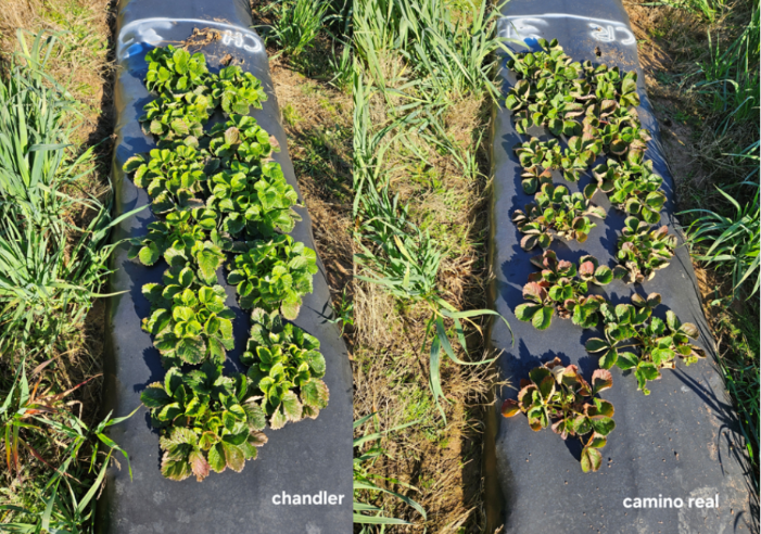 Chandler and Camino Real emerging from dormancy