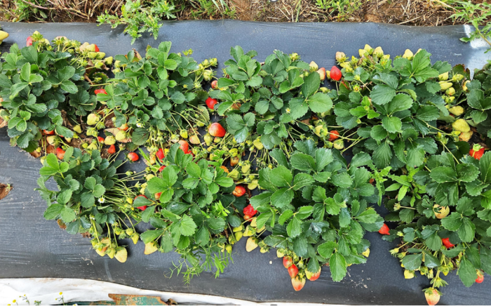 SB plants in early spring planted on&nbsp;12''&nbsp;centers&nbsp;