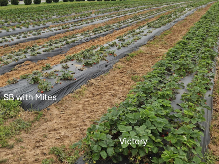 Reduced plant health on SB compared to Victory