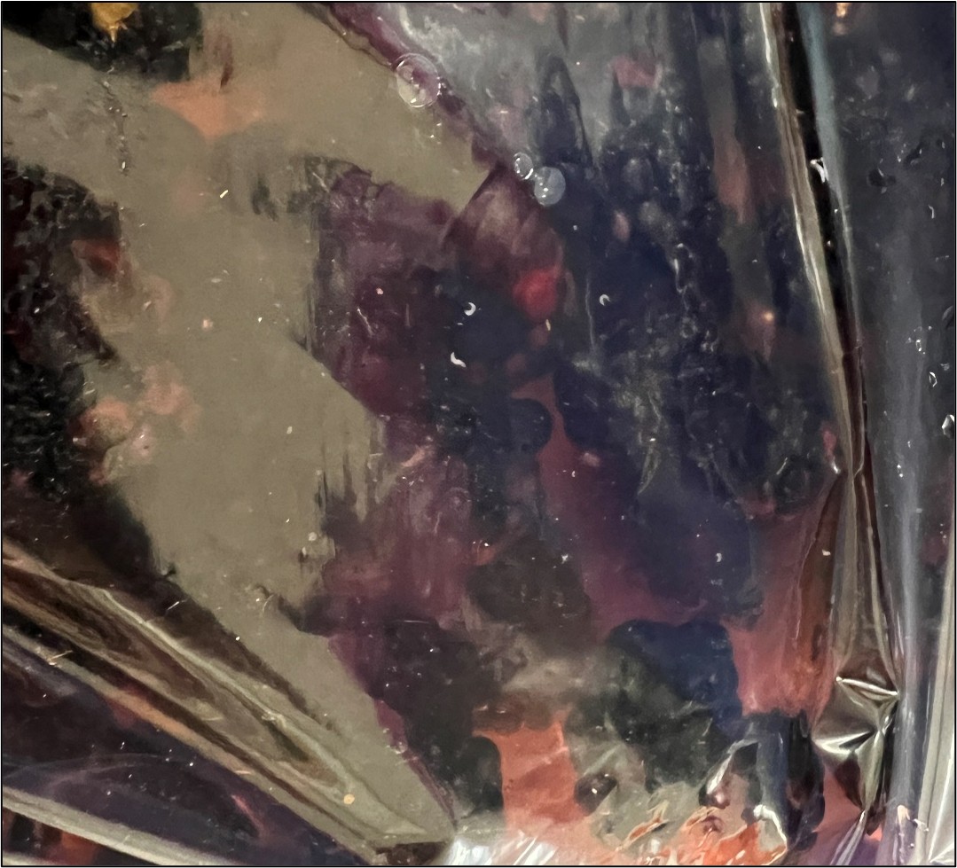 Picture 1. Spotted-wing drosophila larvae pictured in a salt-water rinse of harvested blackberry fruit.