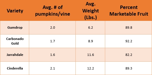 Table 2. Results from the 2024 Horticultural Agent Pumpkin Demonstration, showing average number of pumpkins per vine, average weight per pumpkin (Lbs.), and percent marketable fruit. Data collection by variety varied in the number of responses mainly due to crop failure of Jarrahdale for some agents and ranged from 17 to 18 responses.  