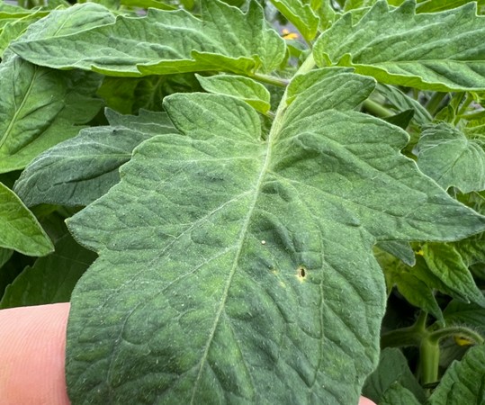 Picture 2 – Tomato Fruitworm eggs on tomatoes in Hope, AR on May 1st 2024.