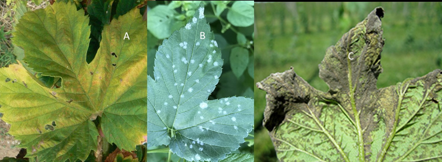 Side by side by side of different examples of diseases in hops plants