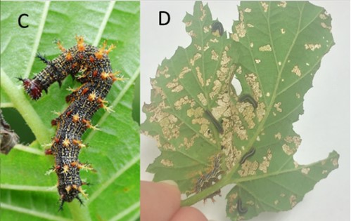 side by side of a close up of a question marked caterpillar and its feeding damage on hops plants