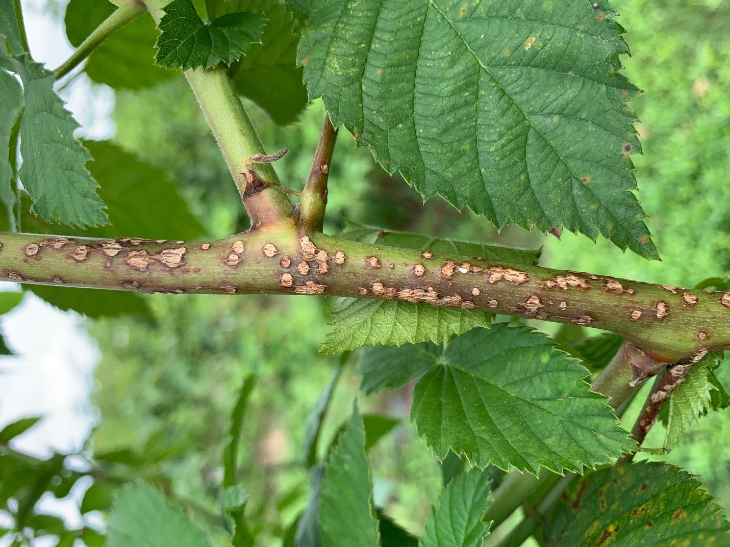 Close up of a one-year old blackberry cane with many brown lesions along the cane, a sign of anthracnose