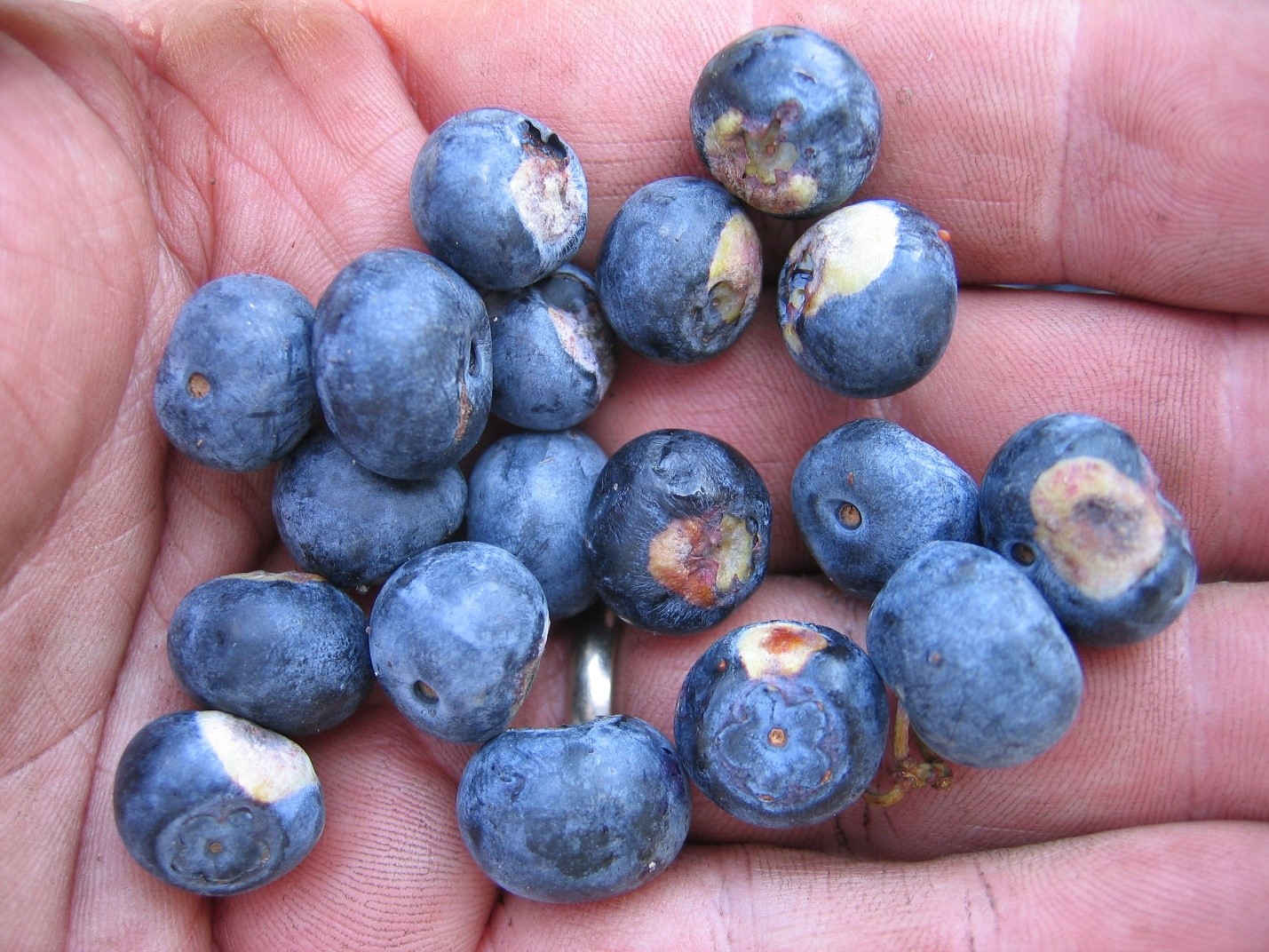 Blueberries in the palm of someone's hand, with large white spots on the fruit