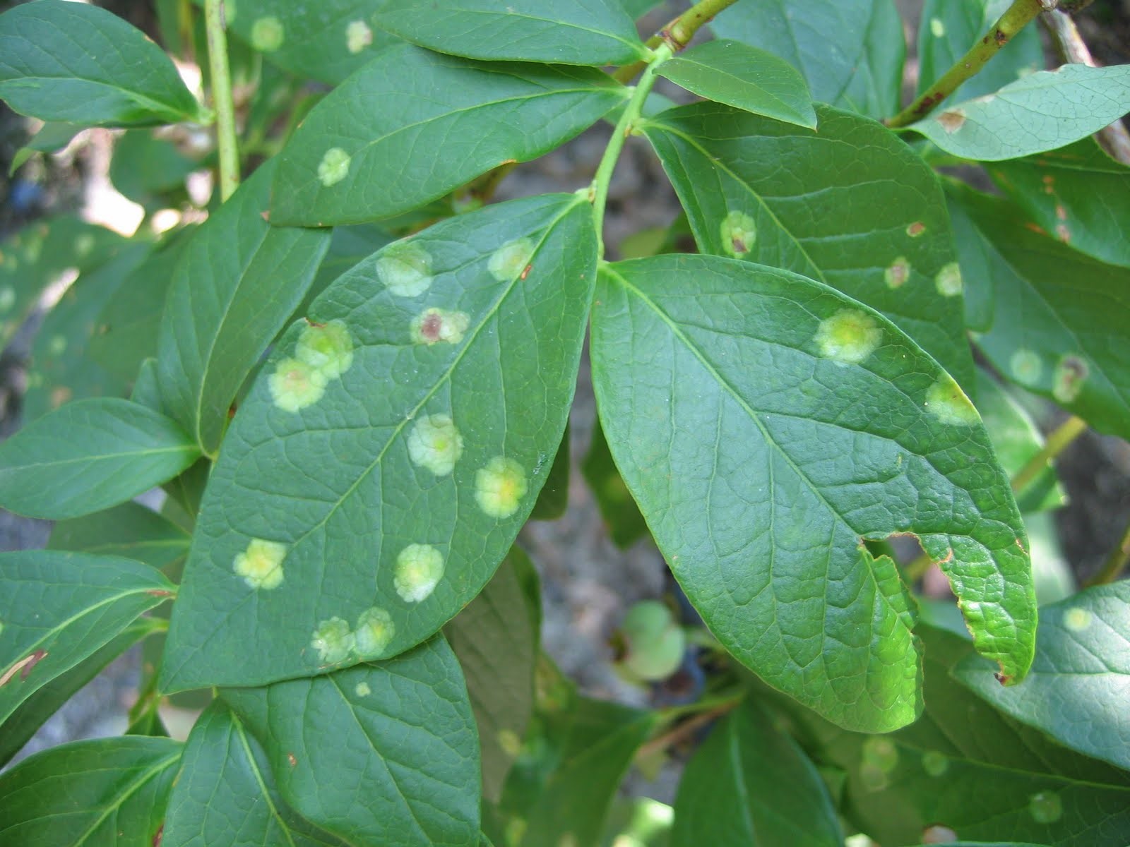 Close up of blueberry leaves with large white spots covering the leaves