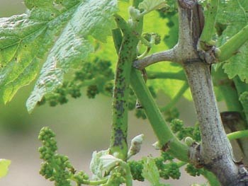 Close up of an example of phomopsis cane spot on a grape vine