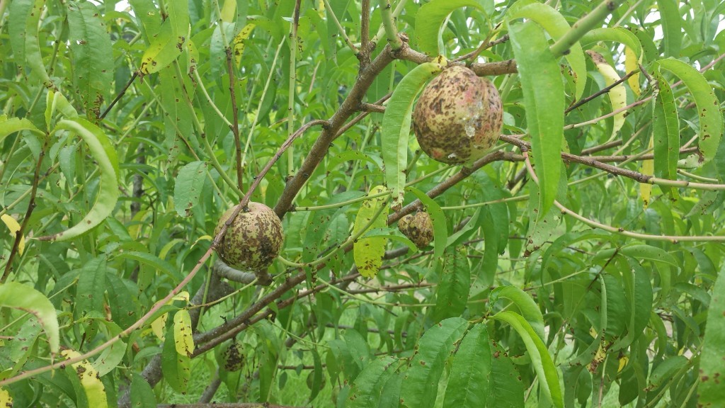 Peaches hanging on a peach tree with large amounts of brown spotting on the fruit and leaves, an indicator of bacterial leaf and fruit spot