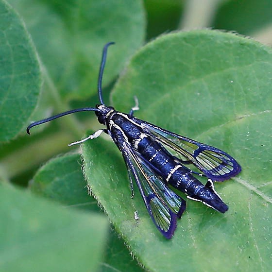 male peachtree borer