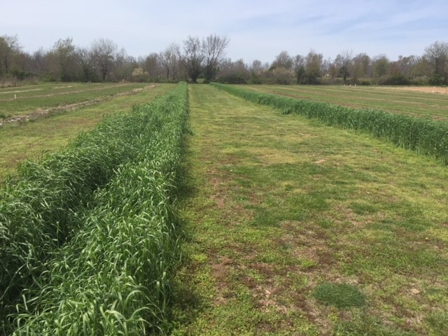 cover crop rows