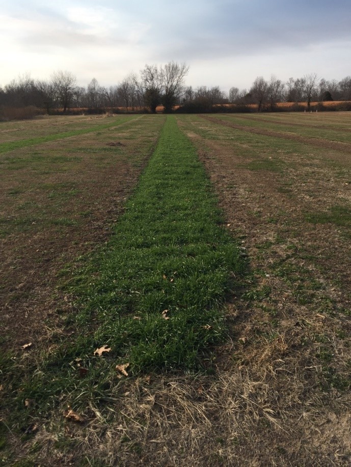 cover crop growing in row