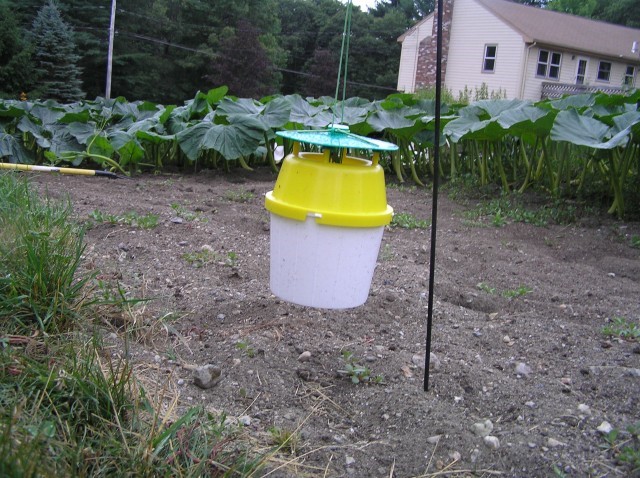 A moth bucket trap, white buck with yellow and green top, hanging off of a post outside of a cucurbit field