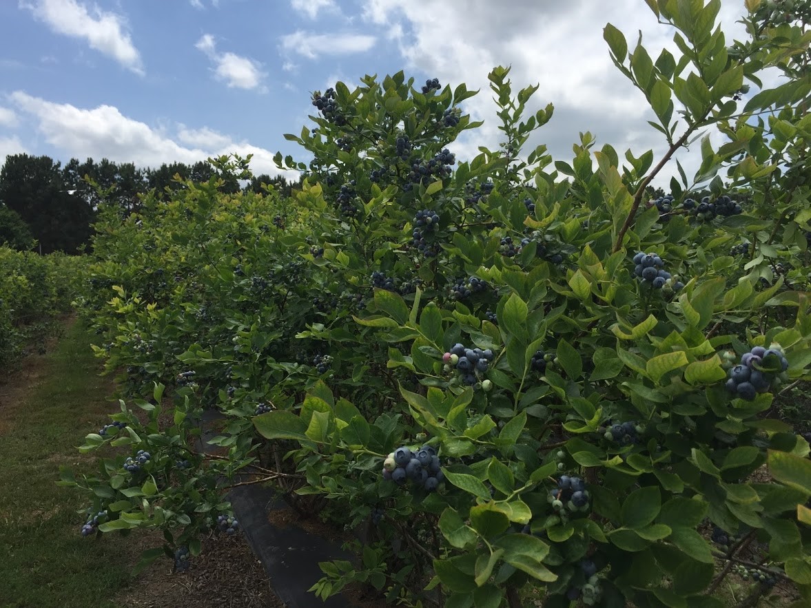 A closeup of non-hedged blueberry plants with ripe fruit 
