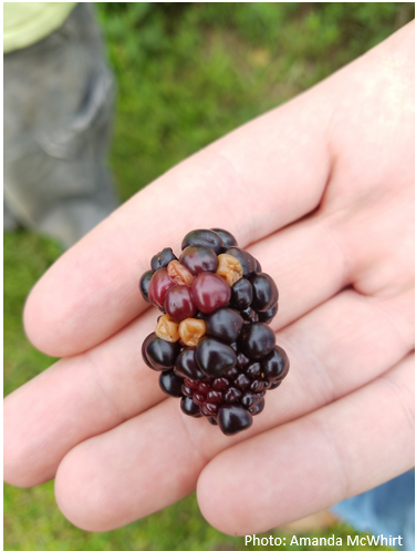 A blackberry fruit with misshapened drupelets and oddly colored with reddish and white drupelets.