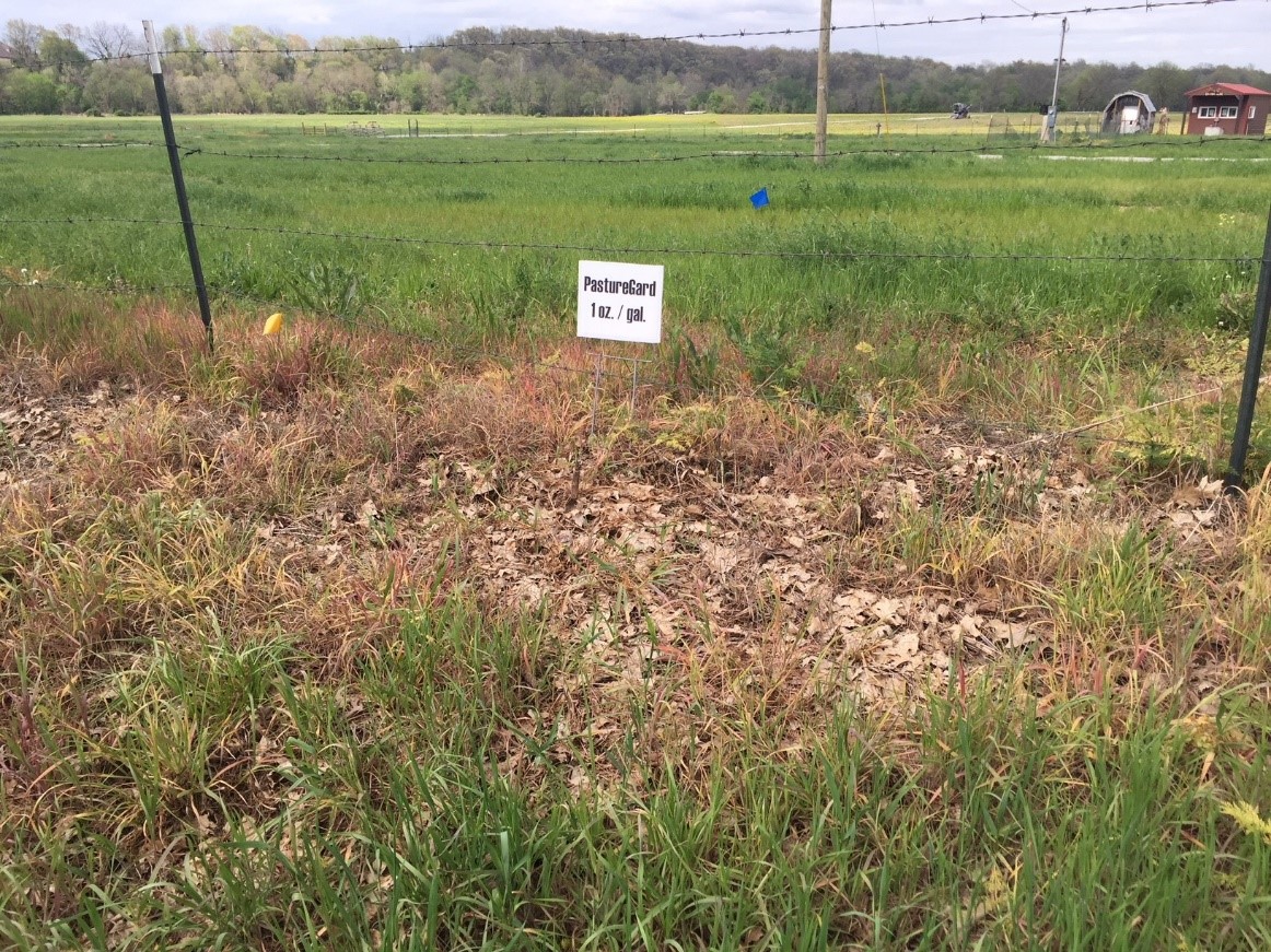 Photo of a barbed wire fence with a large bare spot underneath where herbicide had been applied surrounded by large patches of grass