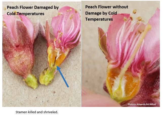peach flowers affected or not by cold damage