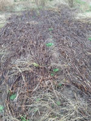 Pearl millet mat that is mostly dead with patches of new growth 