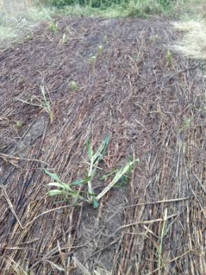 Pearl millet mat that's mostly dead with some green 