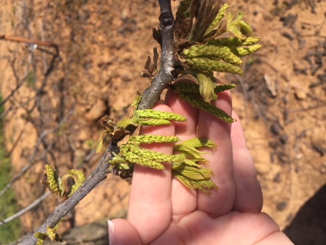 Pecan Bud Damage - Clarksville, AR