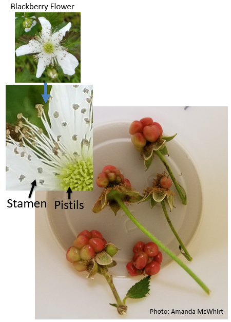 Photo collage of a blackberry flower in the upper left hand corner, then a close up of the pistils and stamens of the flower, then a close up of several unripened blackberries with misshapened drupelets