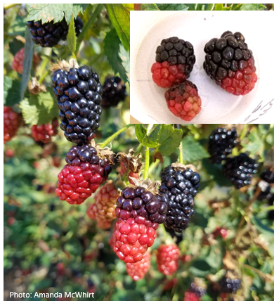 Overlapping photos of blackberries, some ripe and others with a color gradient of red at the bottom and black at the top