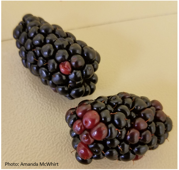 Two ripe blackberries with a few drupelets that are red or reddish black