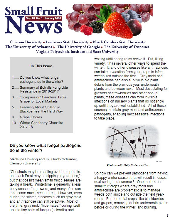 cover of small fruits newsletter