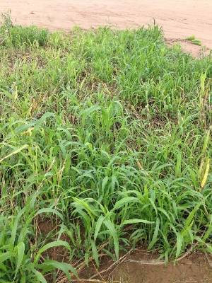 a small plot of sorghum-sudangrass regrowth
