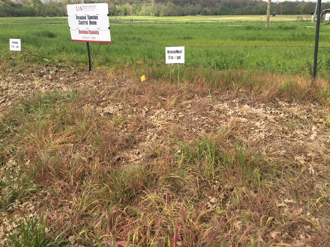 Photo of a barbed wire fence with medium sized patches of weed underneath where herbicide had been applied surrounded by large patches of grass