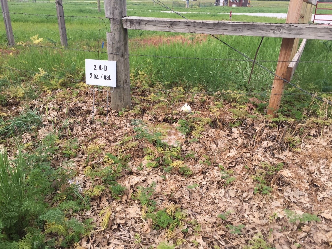 Photo of a barbed wire fence with small patches of weed underneath where herbicide had been applied surrounded by large patches of grass