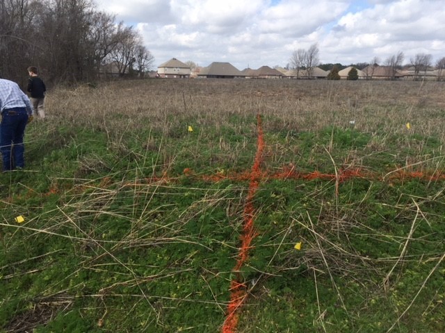 Photo of a field in a spot spray trial divided up into four plots separated by an orange spray painted line, a mix of green short grass and tall dead grass