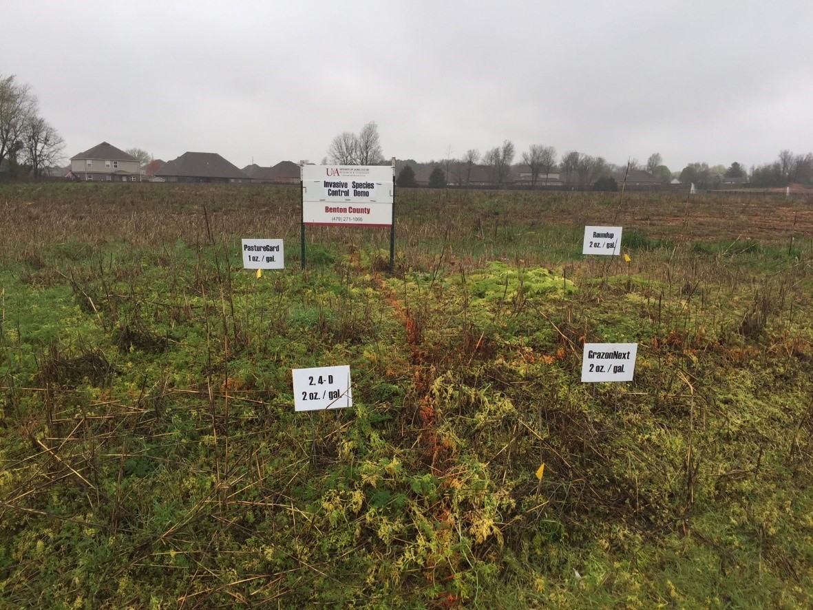 Photo of a spot spray trial in the field divided up into four plots, each labeled depending on treatment and amount, with a University of Arkansas Division of Agriculture sign in the background; plots have quite a bit of plant growth in the plots