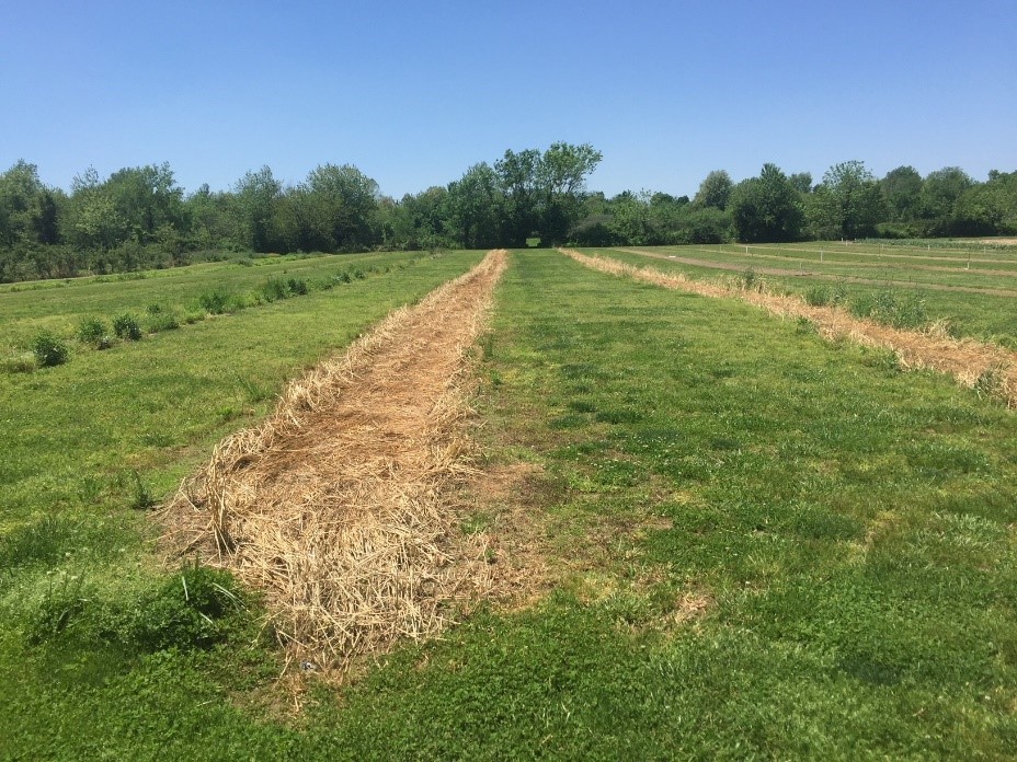 dead cover crop