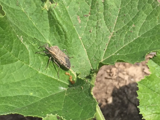 squash bug adult laying eggs