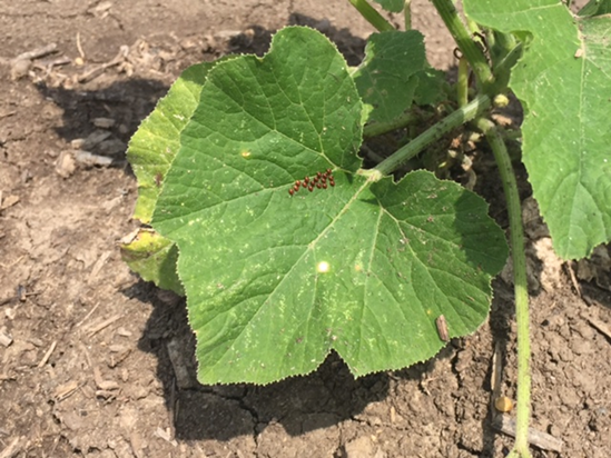 squash bug eggs