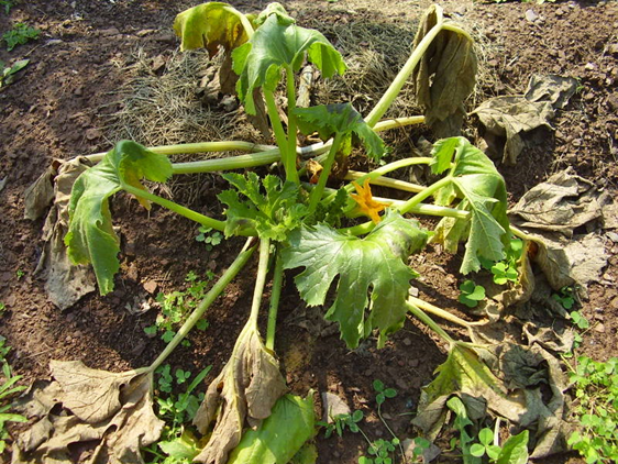 A cucurbit plant with wilted leaves caused by squash feeding